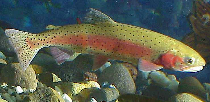 Lahontan cutthroat trout  Oncorhynchus clarkii henshawi