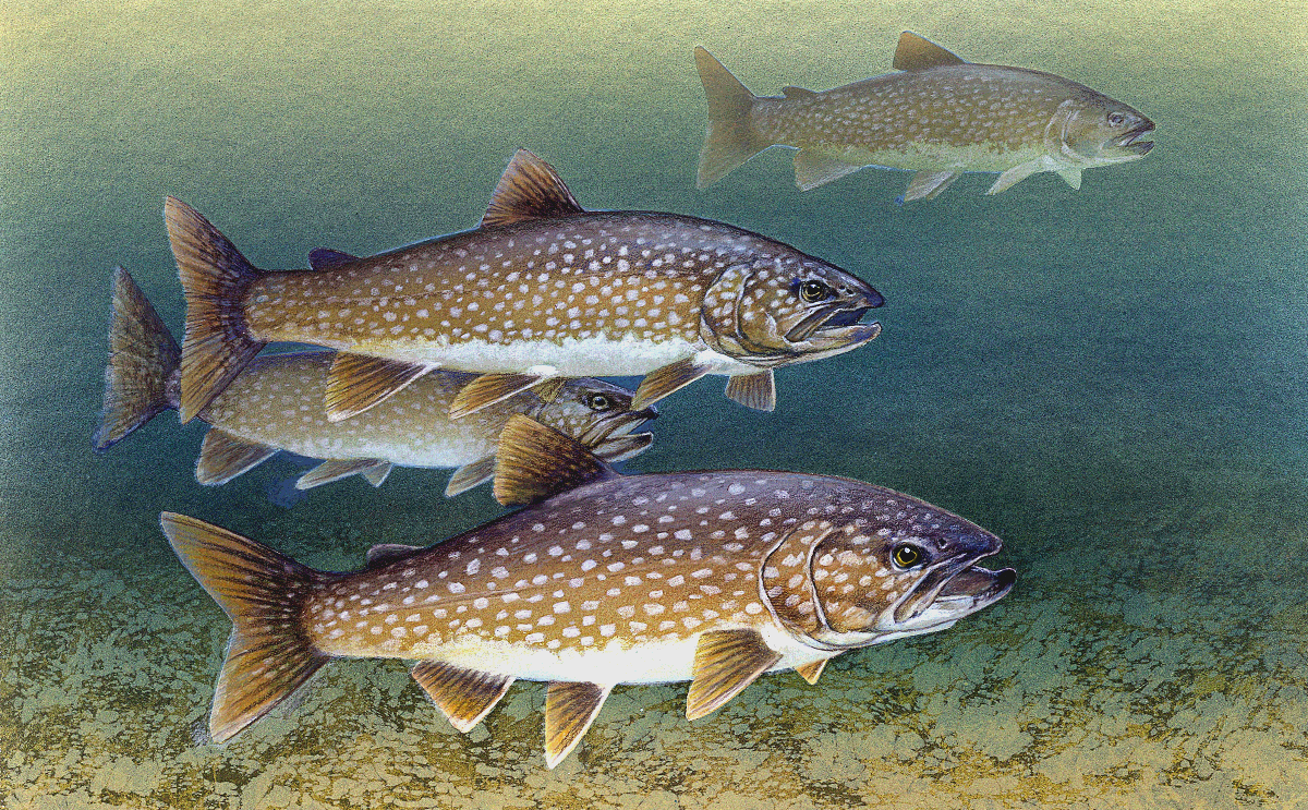 Lake Trout in stream