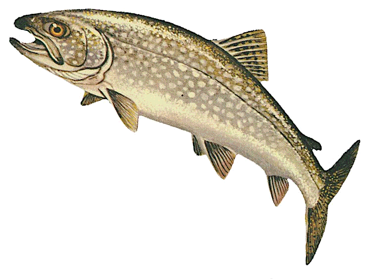 Lake trout  Salvelinus namaycush