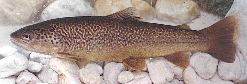 Marble trout