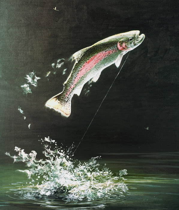 Rainbow Trout leaping