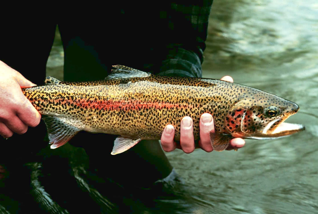 Rainbow Trout released