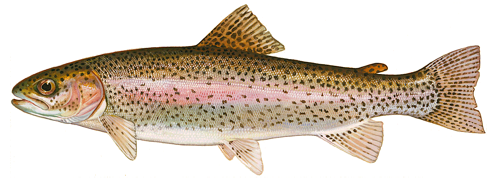 Rainbow trout  Oncorhynchus mykiss