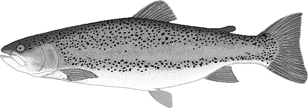 Rainbow trout  Oncorhynchus mykiss 2