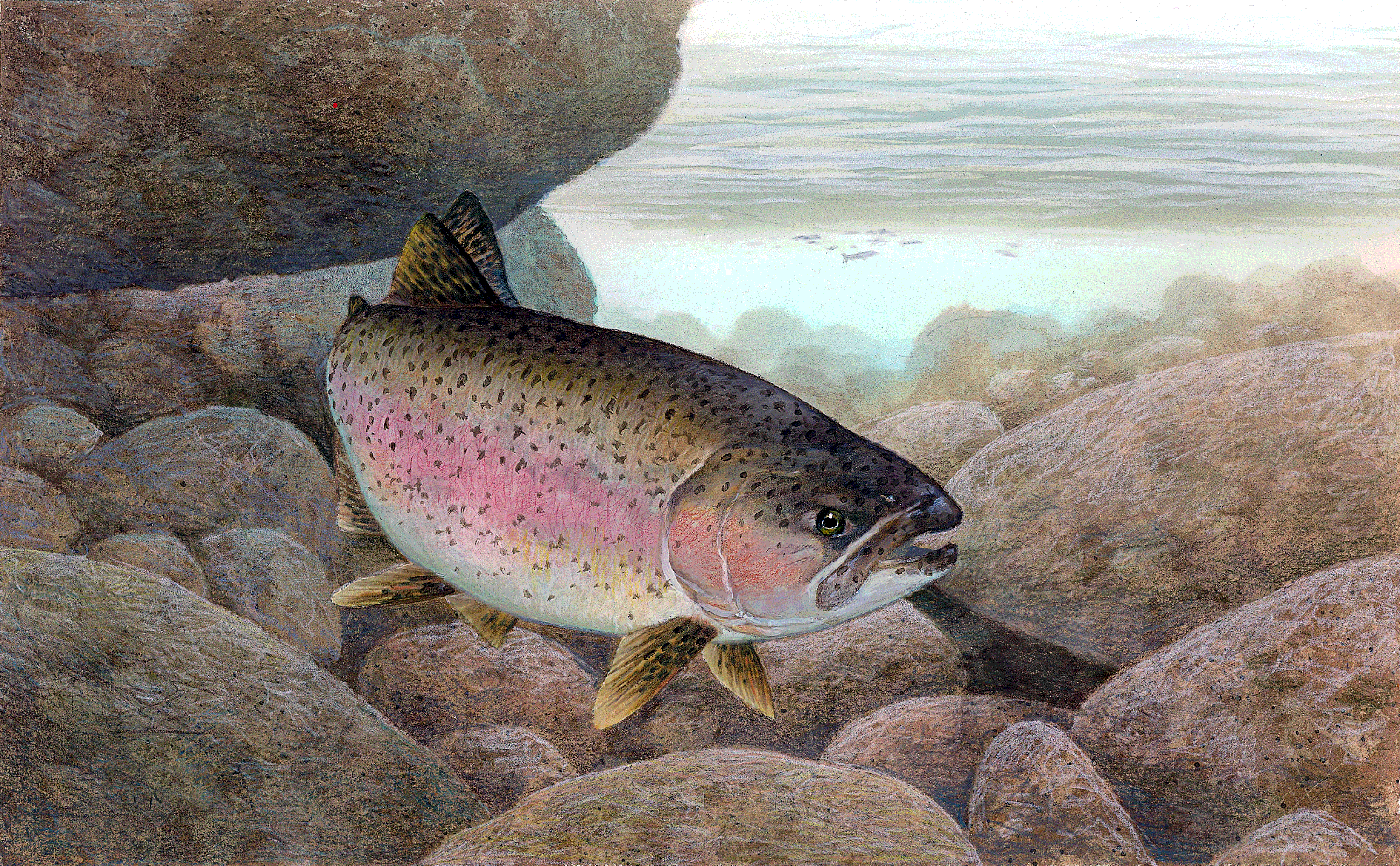Rainbow trout illustration