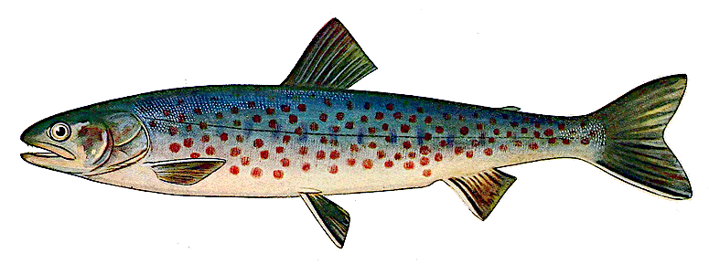 Rangeley trout male