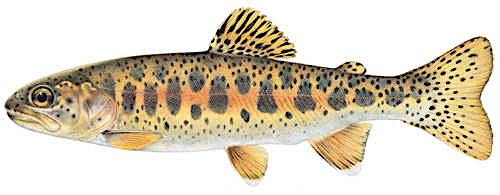 Redband trout  Oncorhynchus mykiss gairdneri