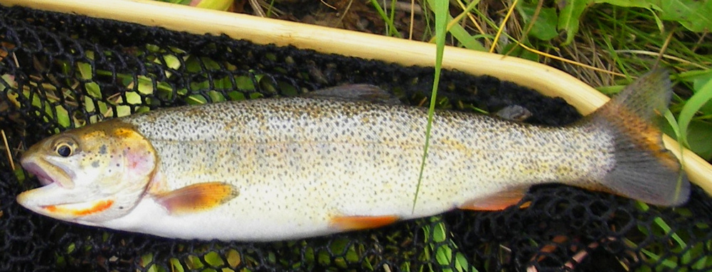 Snake River Fine-spotted Cutthroat trout
