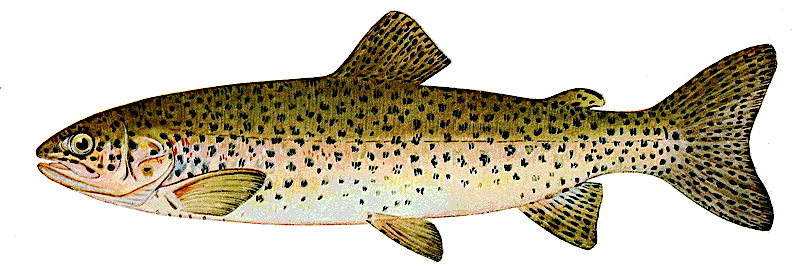 Steelhead trout male