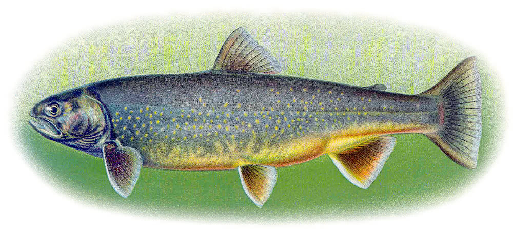 Sunapee trout  Salvelinus alpinus oquassa
