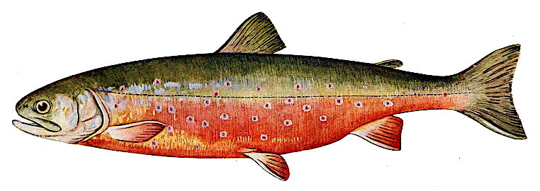 Sunapee trout clip