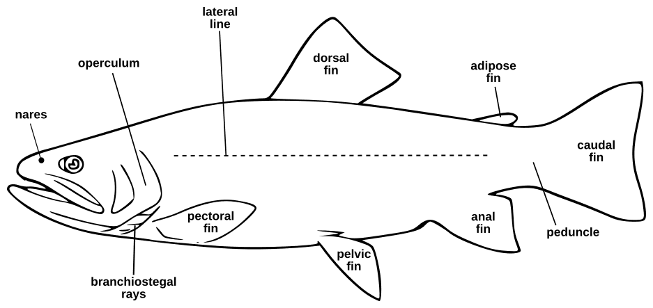 Trout diagram