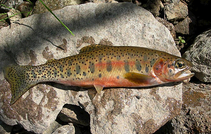 Westslope Cutthroat Trout 2