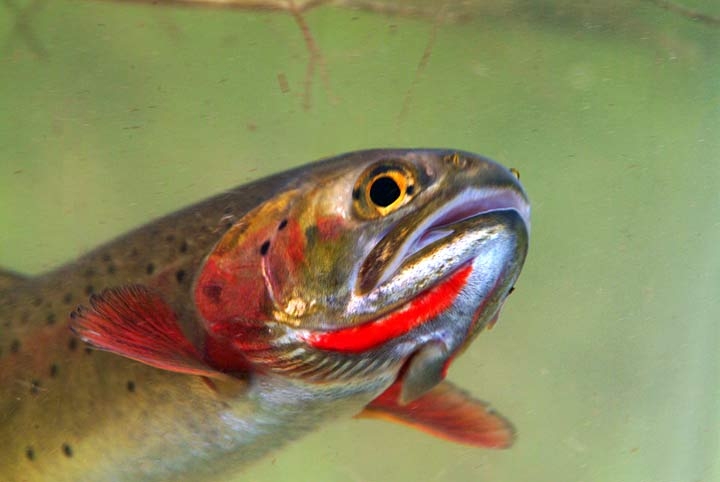 Yellowstone Cutthroat trout 2