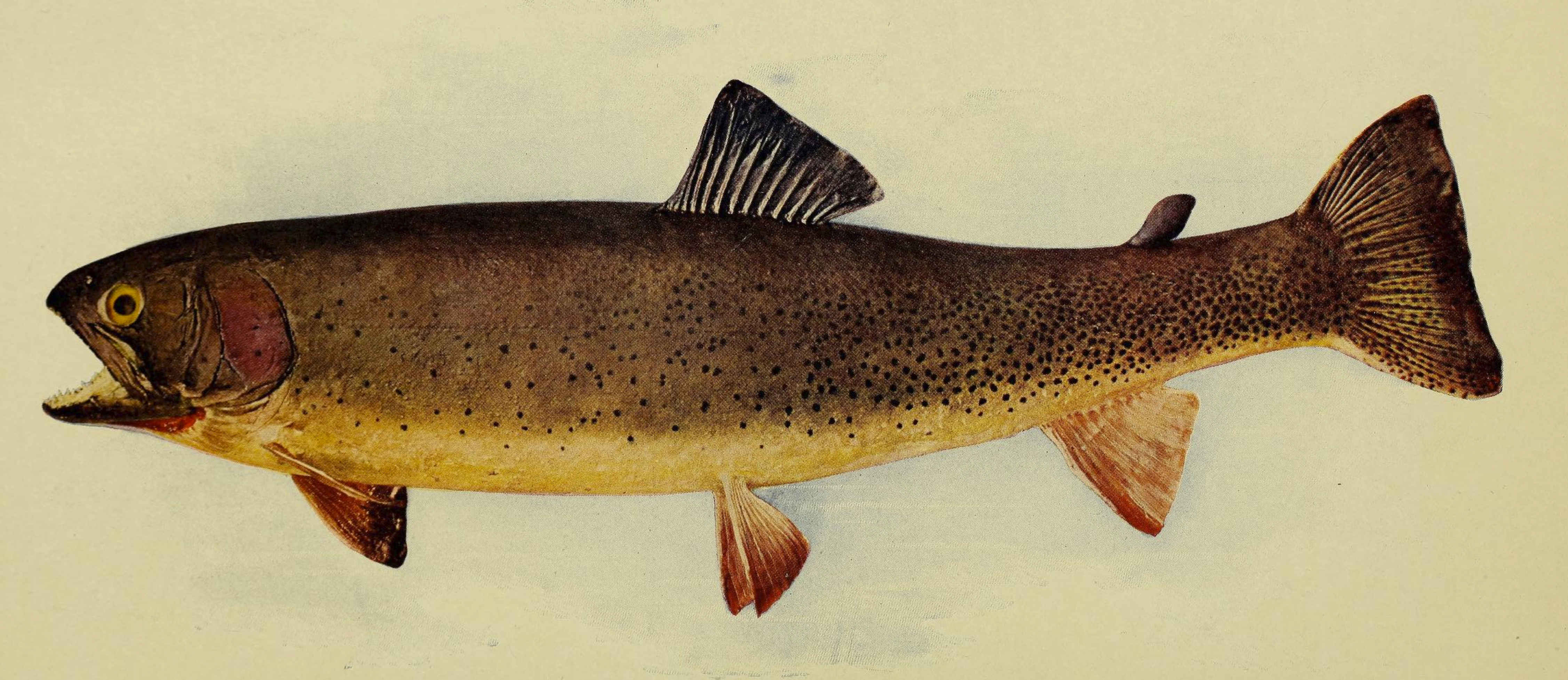 Yellowstone Cutthrout trout  Oncorhynchus clarkii bouvieri 1904