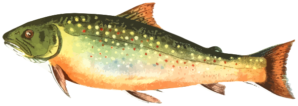 brook trout vector