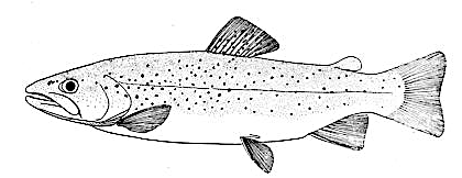 brown trout lineart