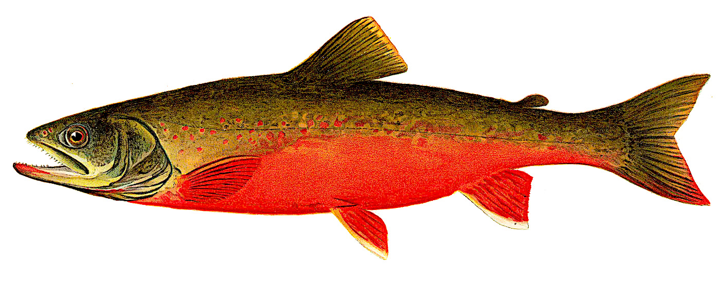 canadian red trout