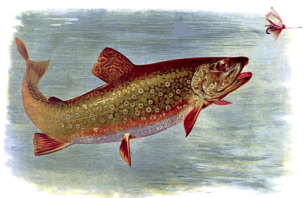 fly fishing Brook trout