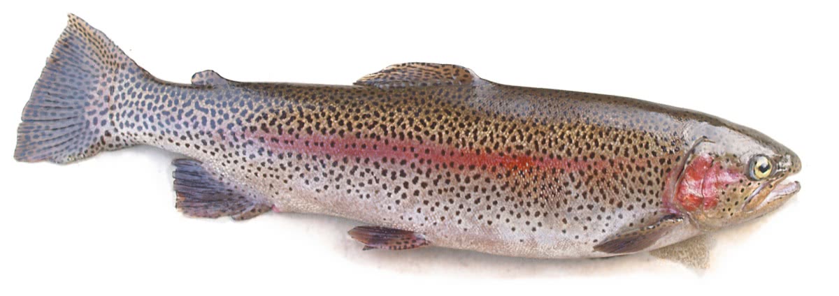 rainbow trout 20140321