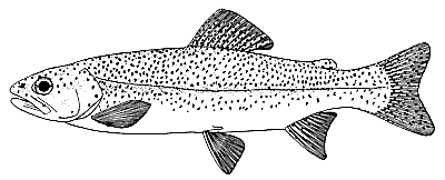 rainbow trout lineart