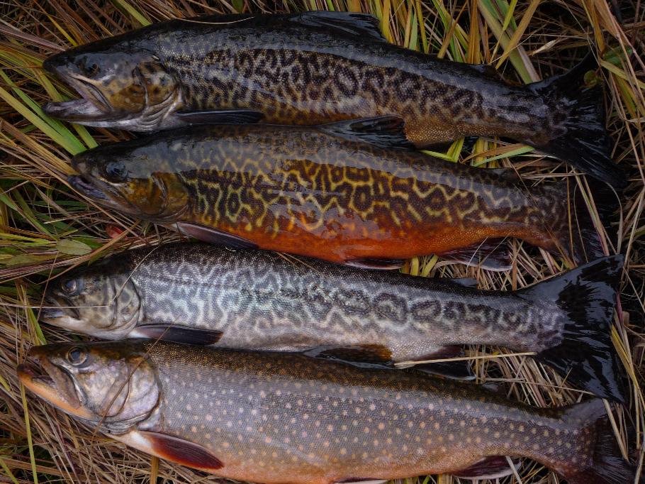 tiger three types and splake trout