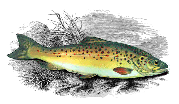 trout illustration