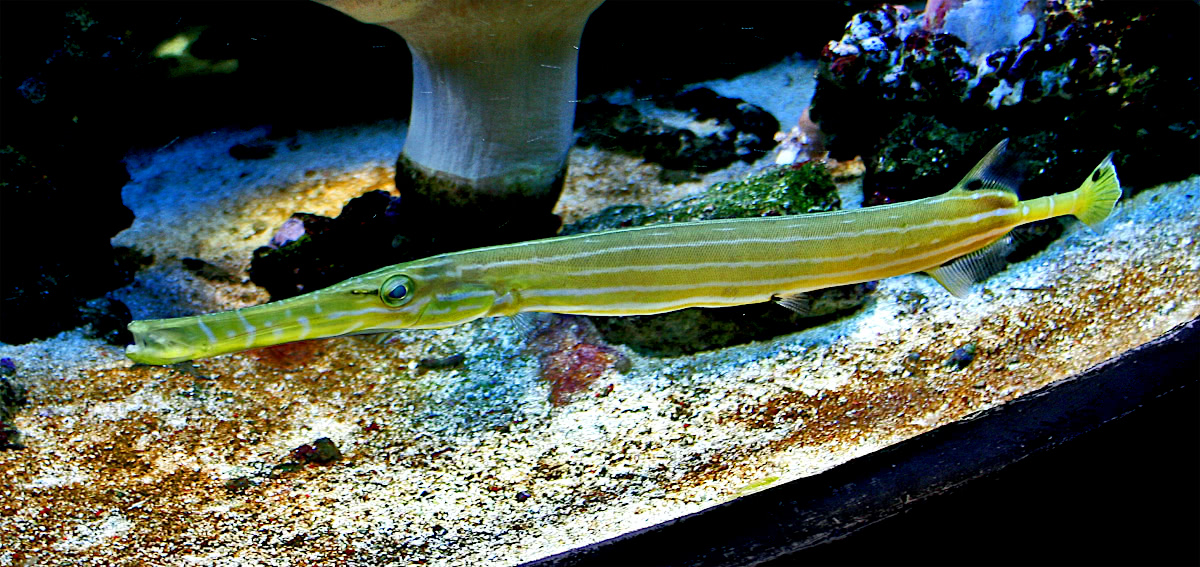 Chinese trimpetfish  Aulostomus chinensis