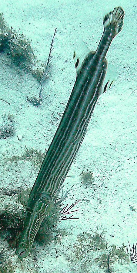 Trumpetfish  Aulostomus maculatus