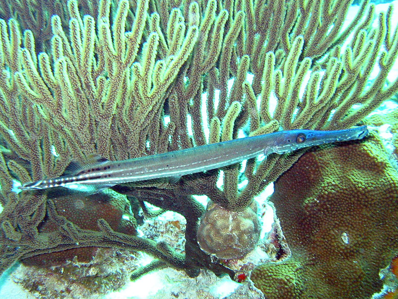 Trumpetfish  Aulostomus maculatus 2