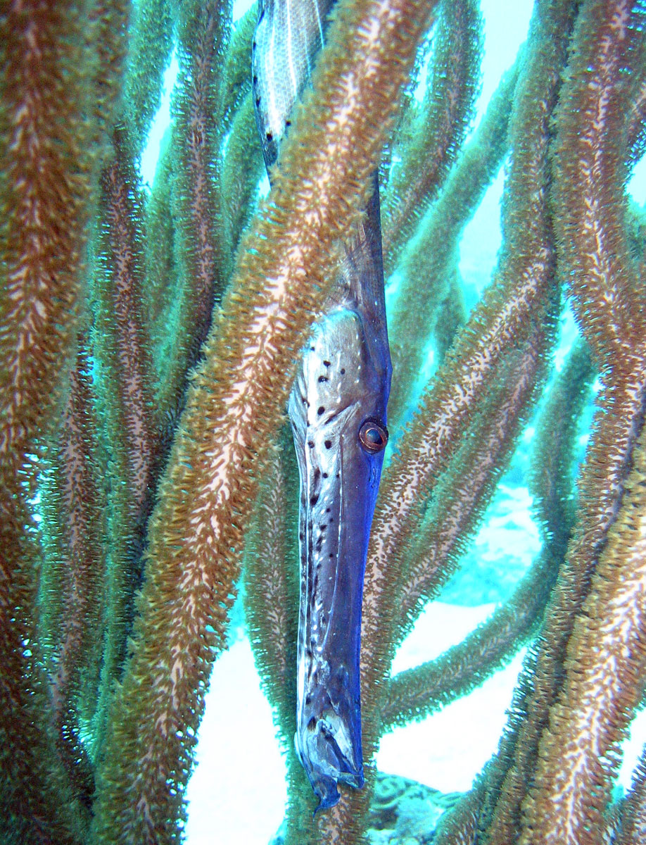 Trumpetfish  Aulostomus maculatus  hiding