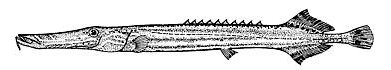 trumpetfish lineart