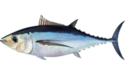 Albacore tuna 2