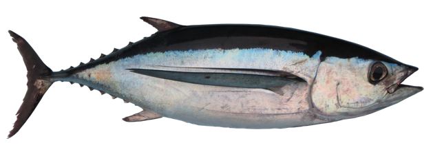 Albacore tuna 3