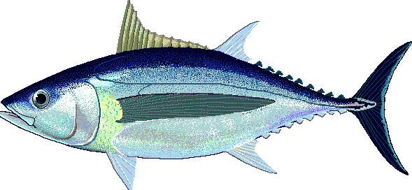 Albacore tuna  Thunnus alalunga