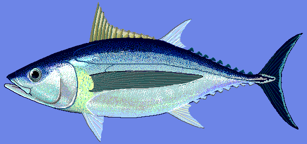 Albacore tuna  blue BG