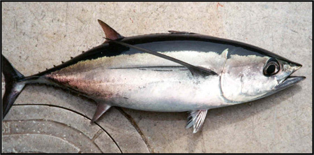Albacore tuna  photo