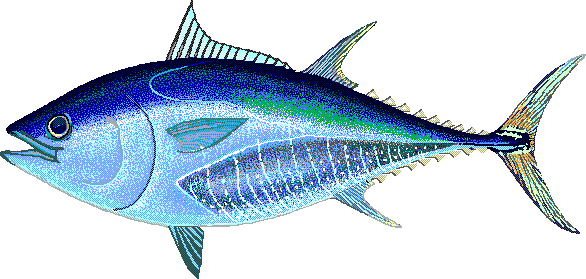 Atlantic bluefin tuna  Thunnus thynnus