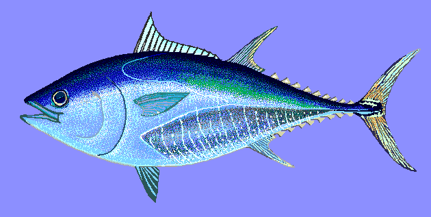 Atlantic bluefin tuna  blue BG