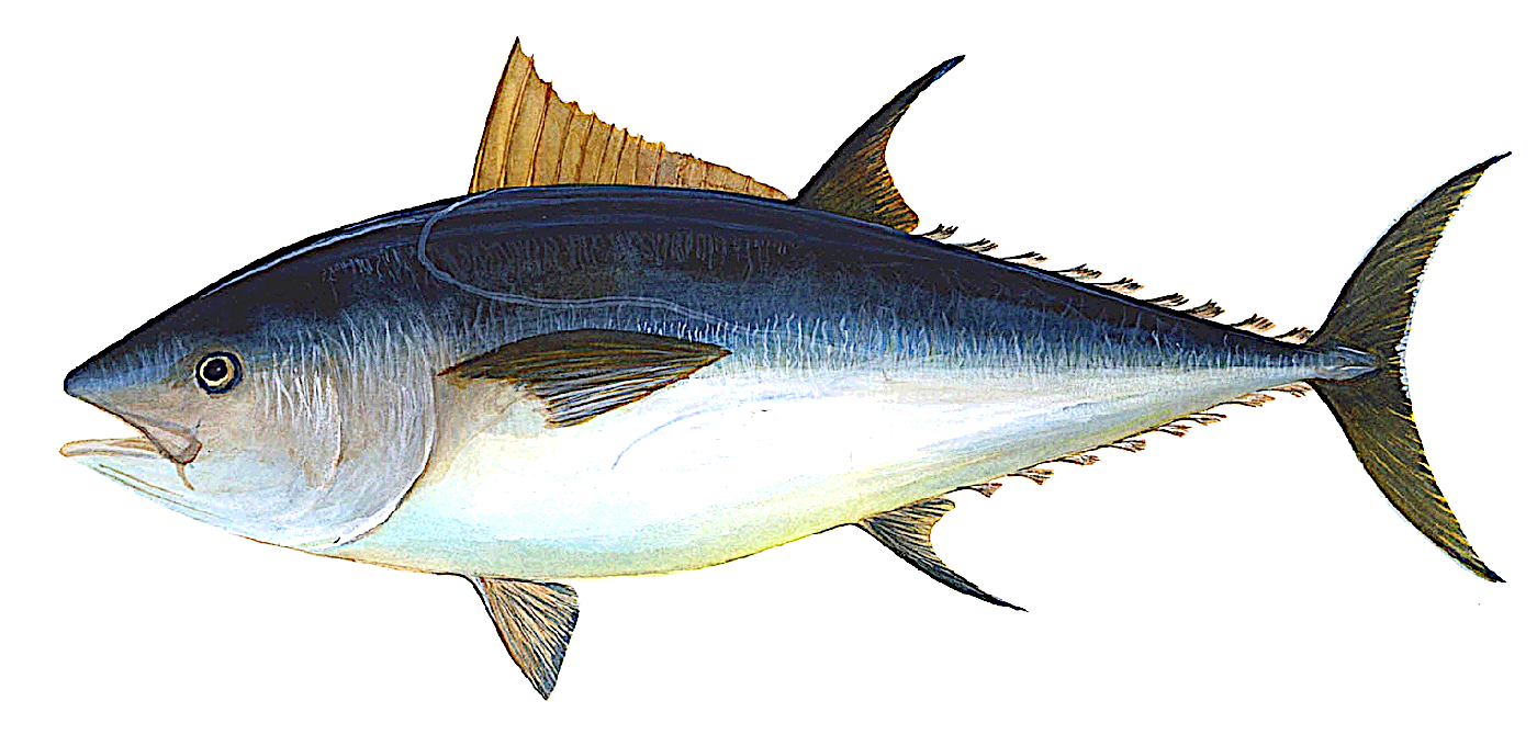 Atlantic bluefin tuna  clipart