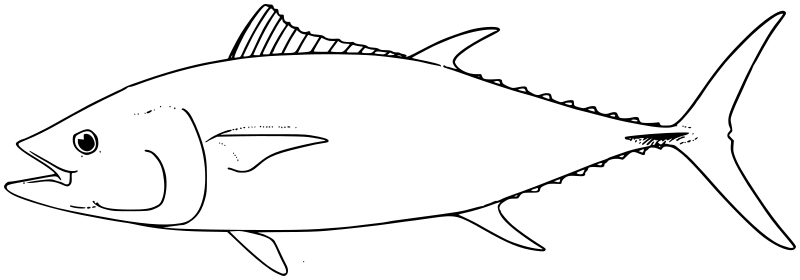 Atlantic bluefin tuna  lineart