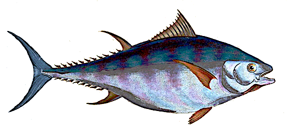 Atlantic bluefin tuna  vintage