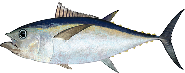 Bigeye tuna 2