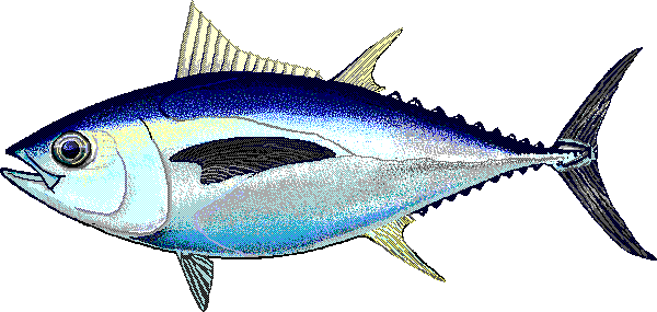 Bigeye tuna  Thunnus obesus