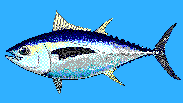 Bigeye tuna  blue BG