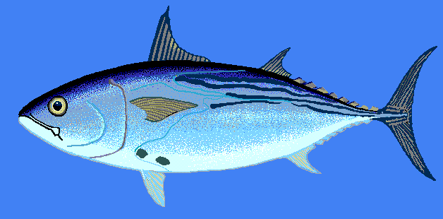 Black Skipjack tuna  blue BG