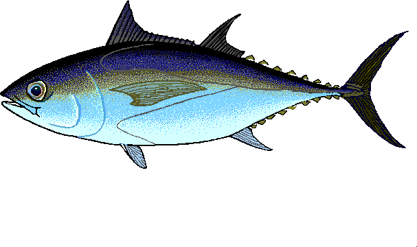 Blackfin tuna  Thunnus atlanticus