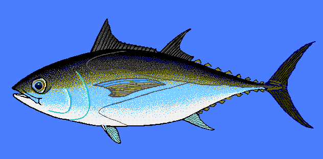 Blackfin tuna  blue BG