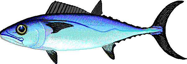 Dogtooth tuna  Gymnosarda unicolor
