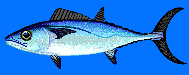 Dogtooth tuna  blue BG